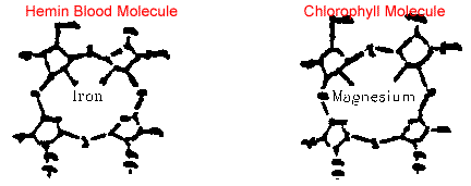 Hemin Bood and Chlorophyll compared