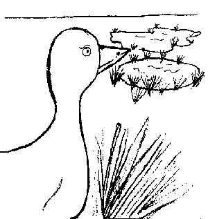 The Silly Duck